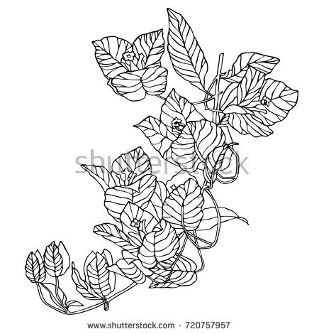 450x470 Collection Of Free Bougainvillaea Clipart. Download On Ubisafe - Bougainvillea Sketch