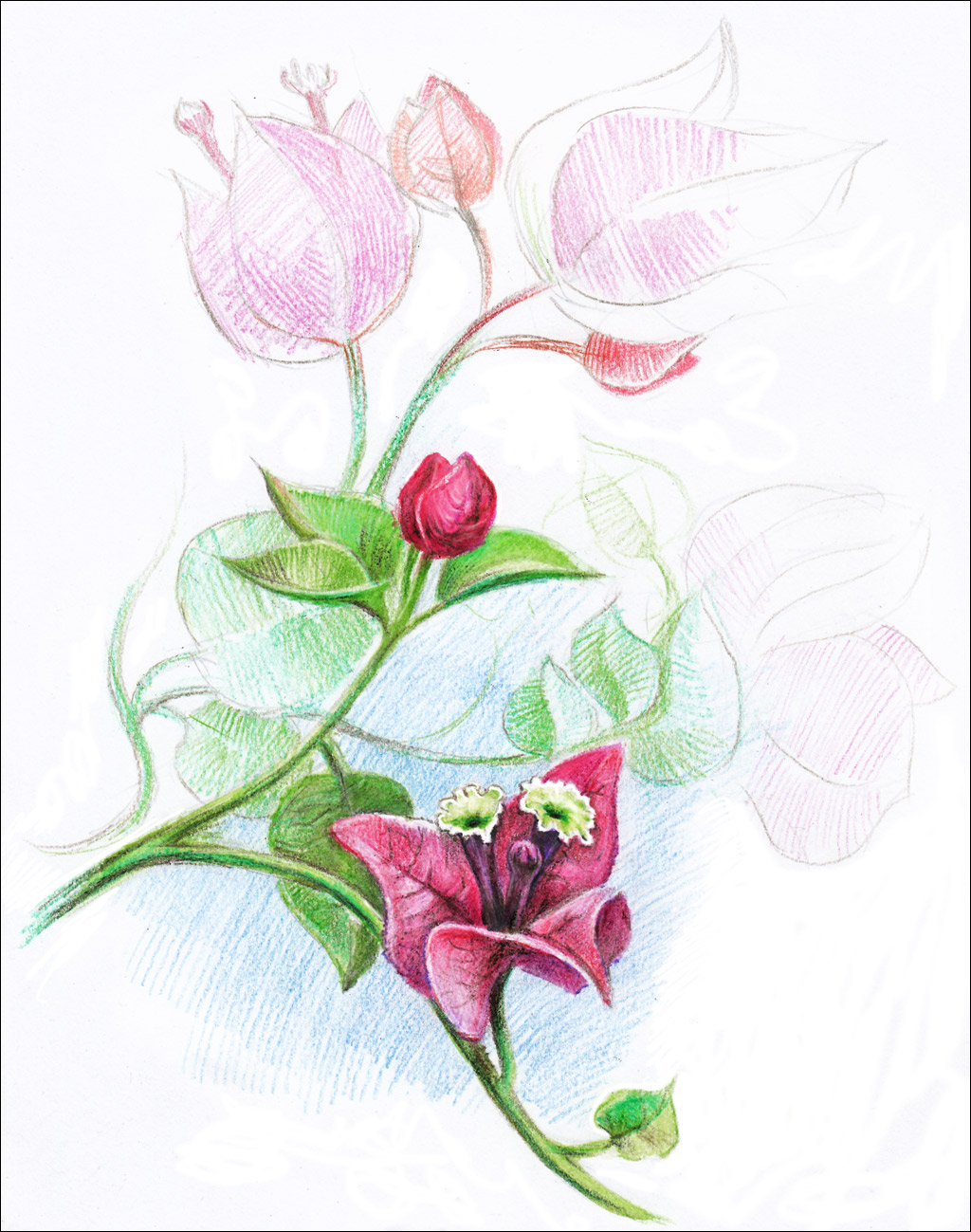 1024x1299 Drawing A Flower With Color Pencils - Bougainvillea Sketch