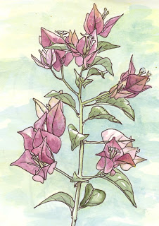 226x320 Drawing On Nature Bougainvillea (Edm - Bougainvillea Sketch
