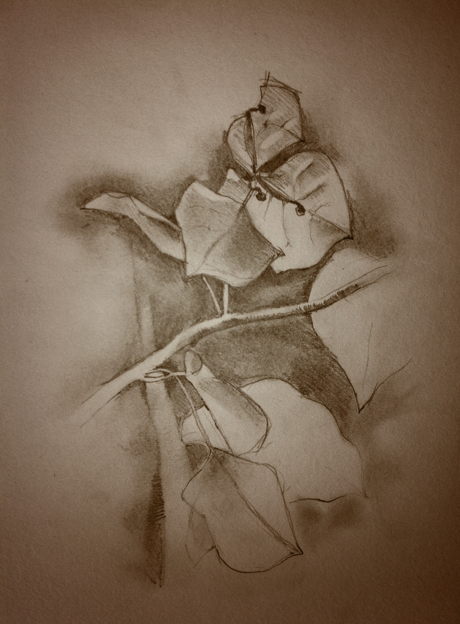 944x1280 Gd Superaalifragilistic - Bougainvillea Sketch