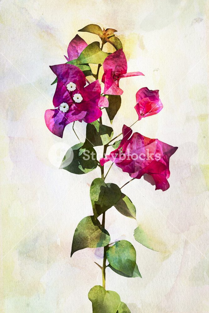 667x1000 Illustration Of Watercolor Bougainvillea Flowers. Artistic - Bougainvillea Sketch