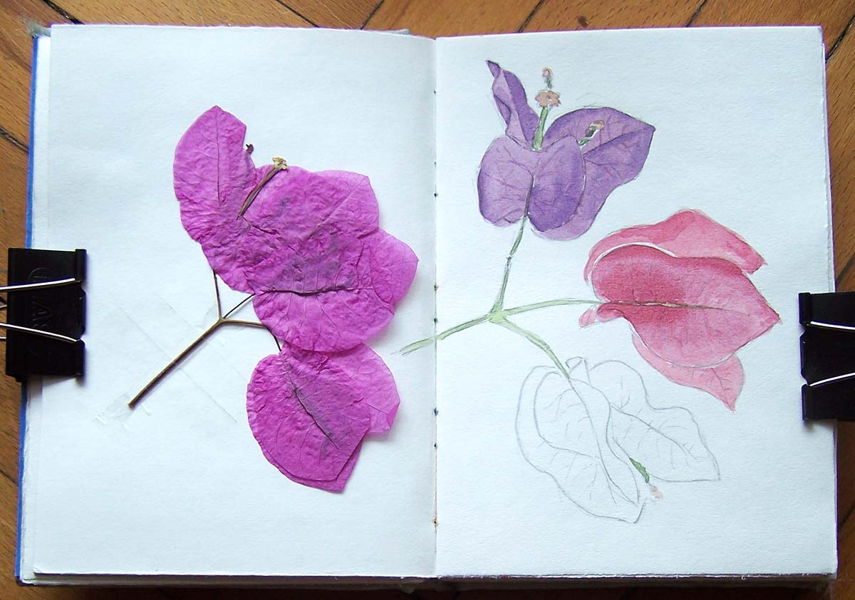 1200x842 Paintings Amp Drawings By Yasemin July 2010 - Bougainvillea Sketch
