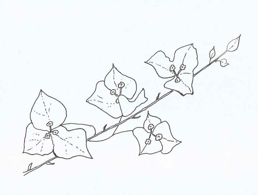 Bougainvillea Sketch at Explore collection of