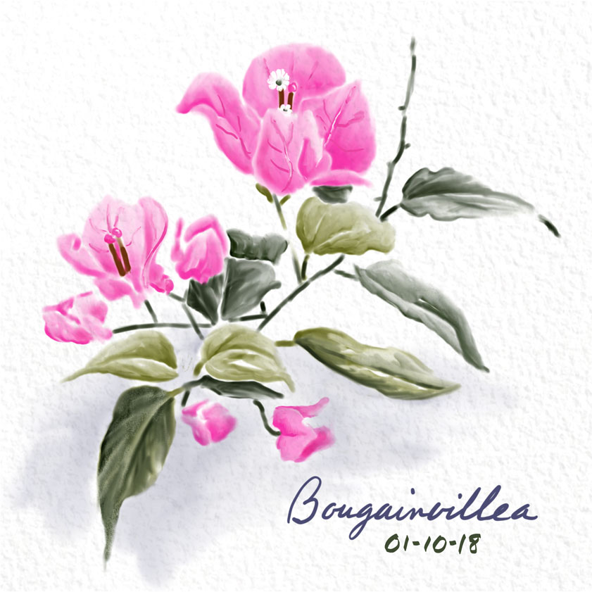 841x841 Sbwatercolors And Sketching Bougainvillea Study - Bougainvillea Sketch