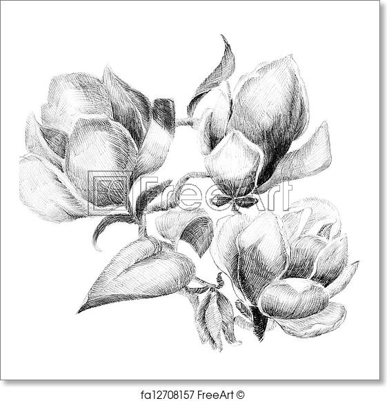 561x581 Free Art Print Of Flower Sketch Bouquet. Flower Sketch Bouquet - Bouquet Of Flowers Sketch