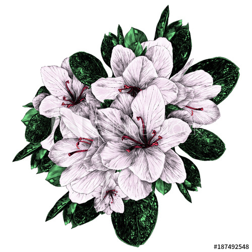 500x500 A Bouquet Of Azalea Flowers Sketch Vector Graphics Color Picture - Bouquet Of Flowers Sketch