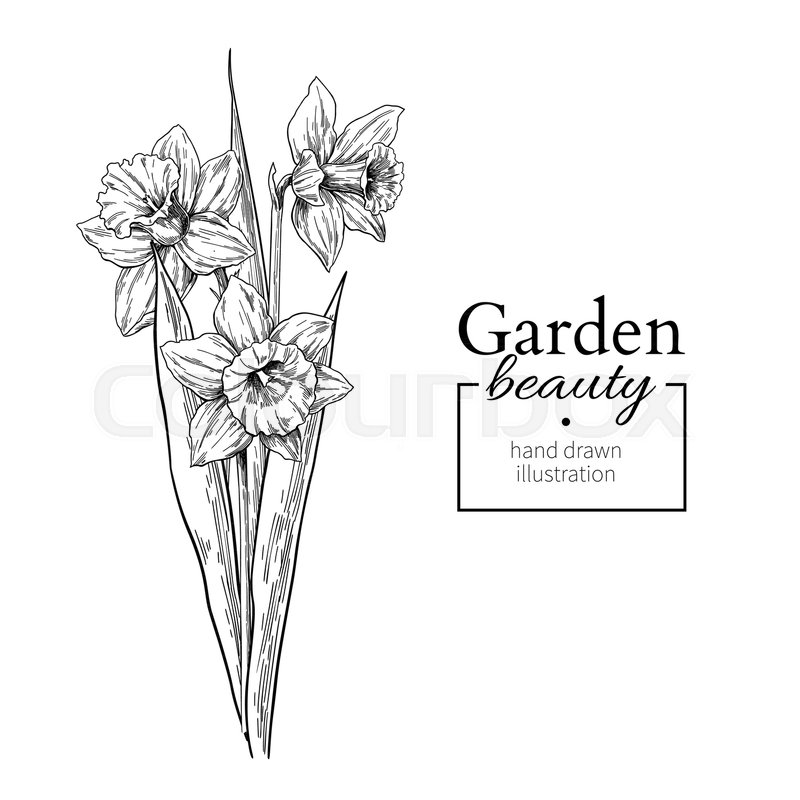 800x800 Daffodil Flower And Leaves Bouquet Drawing. Vector Hand Drawn - Bouquet Sketch