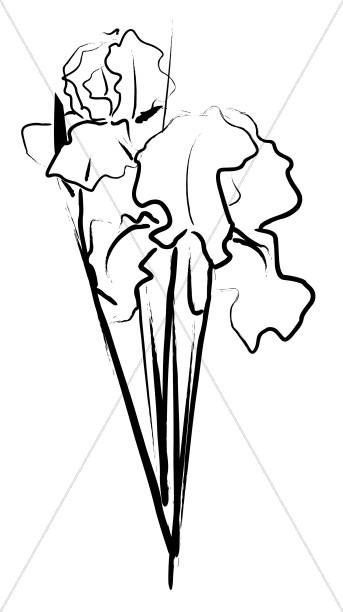343x612 Iris Bouquet Sketch Church Bouquet Clipart - Bouquet Sketch