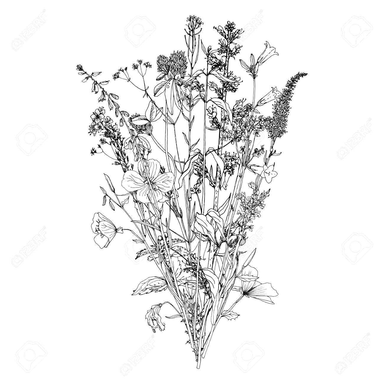 1300x1300 87116098 Vector Bouquet With Drawing Wild Plants Herbs And Flowers - Bouquet Sketch