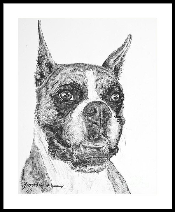 600x727 Boxer Dog Sketch Framed Print By Kate Sumners - Boxer Dog Sketch