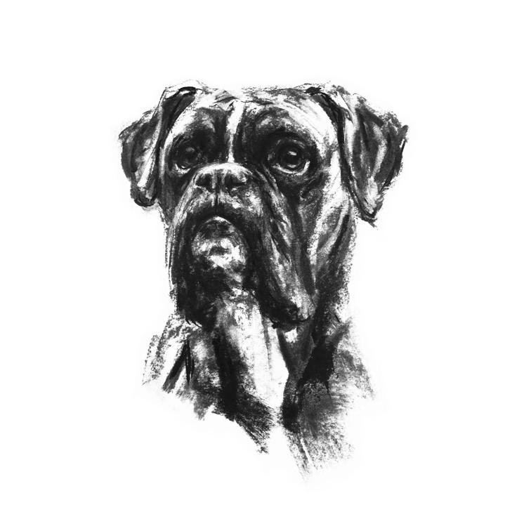 756x756 Boxer Dog Sketch Print - Boxer Dog Sketch