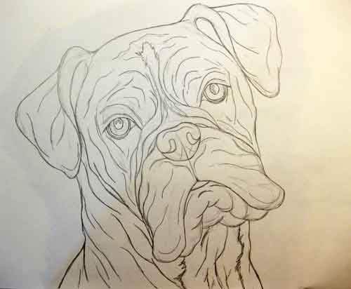 500x412 Gallery For Gt Boxer Dog Head Drawing Sketchy - Boxer Dog Sketch