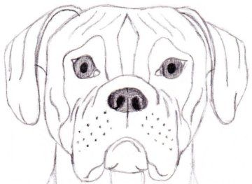 360x263 How To Draw A Dog Boxer Arts And Crafts Drawings - Boxer Dog Sketch