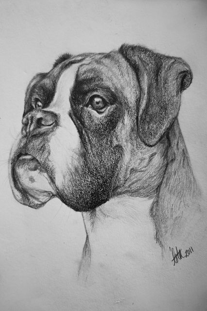 426x640 A5 Boxer Drawing Lover Of All Things Boxer - Boxer Dog Sketch