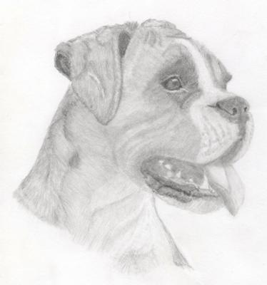 374x400 Scout - Boxer Dog Sketch