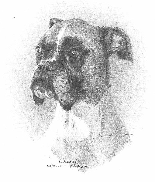 510x600 Boxer Dog Memorial Drawing By Mike Theuer Redbubble - Boxer Dog Sketch