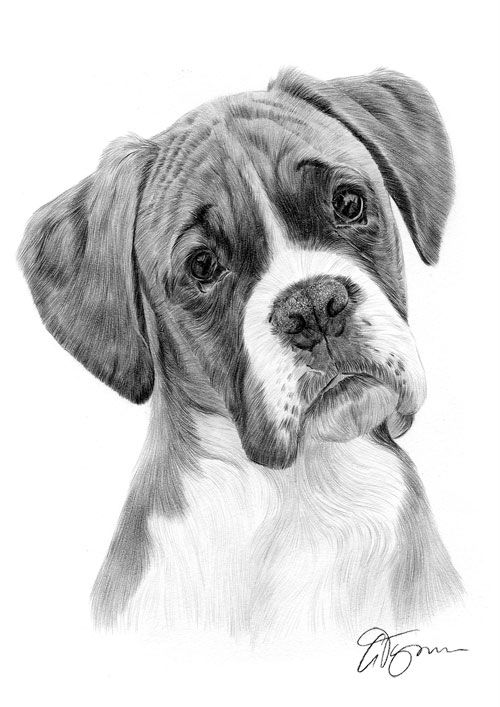 500x707 Adult Boxer Dog Pencil Drawing Thumbnail Art - Boxer Dog Sketch