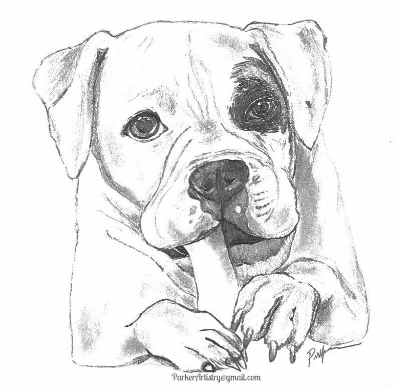 Boxer Dog Sketch At Paintingvalleycom Explore Collection