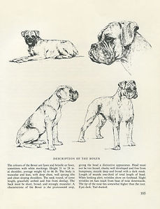 229x300 Boxer Dog Vintage 1963 Print Sketch - Boxer Dog Sketch