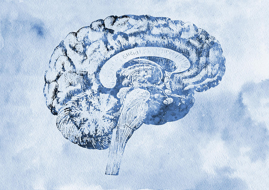 900x636 Brain Anatomy Cross Section X Digital Art By Erzebet S - Brain Anatomy Sketch