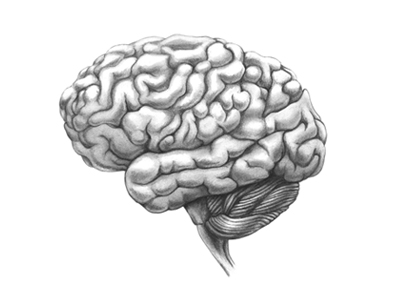 400x300 Brain Sketch By Anne Martin - Brain Anatomy Sketch
