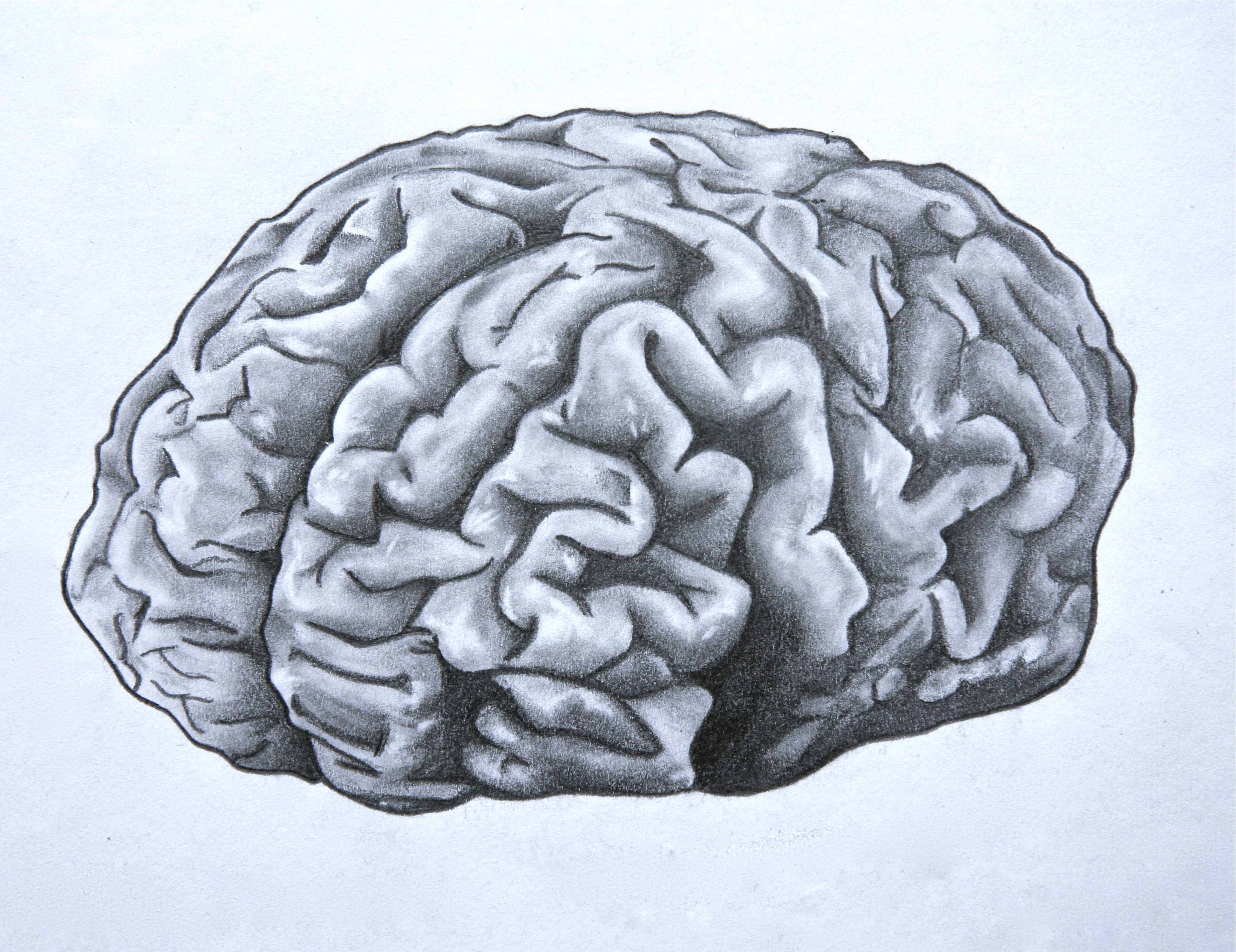 3272x2521 Brain. Anatomical Drawing In Pencil. Cd And Hbs Class - Brain Anatomy Sketch