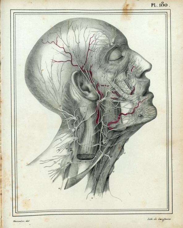 592x737 Dissecting A Human Head Through Anatomical Illustrations Science - Brain Anatomy Sketch