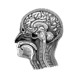 300x300 Head And Brain Anatomy Photograph By Science Source - Brain Anatomy Sketch