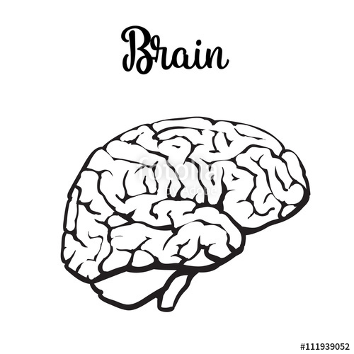 500x500 Human Brain, Vector Illustration Sketch Of A Brain Isolated On A - Brain Anatomy Sketch