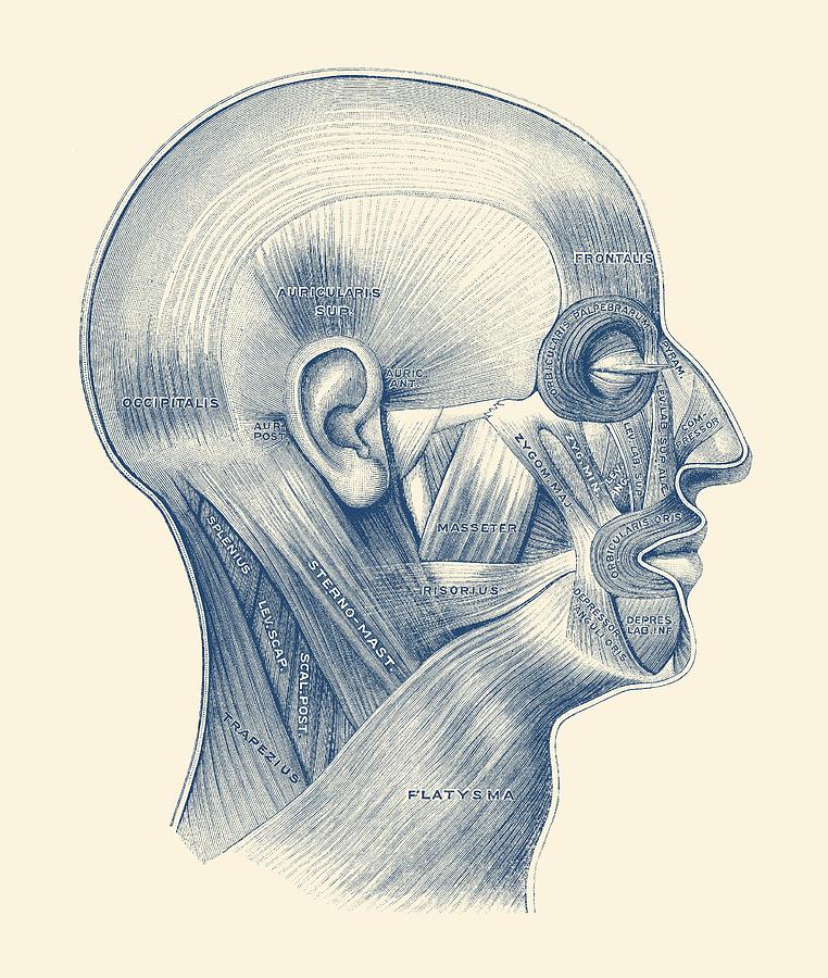762x900 Muscular System Surrounding Brain - Brain Anatomy Sketch