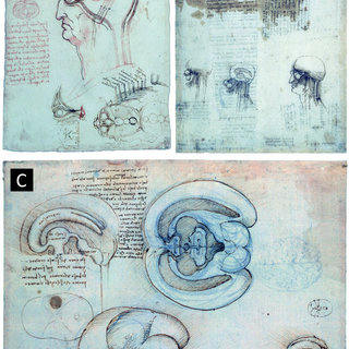 320x320 Sketches By Leonardo Da Vinci On The Anatomy Of The Brain. A. The - Brain Anatomy Sketch