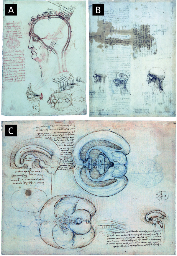 600x865 Sketches By Leonardo Da Vinci On The Anatomy Of The Brain. A. The - Brain Anatomy Sketch