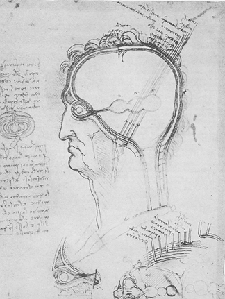 324x431 Untitled Document - Brain Anatomy Sketch