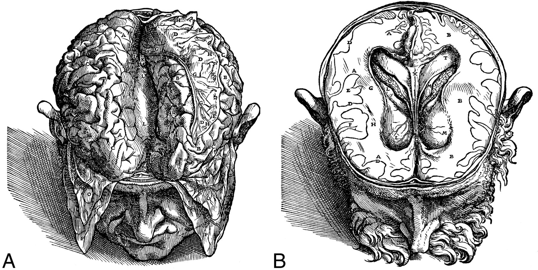 1800x904 Andreas Vesalius And Thomas Willis Their Anatomic Brain - Brain Anatomy Sketch
