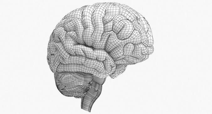 676x365 Brain Anatomy 3d Cgtrader - Brain Anatomy Sketch