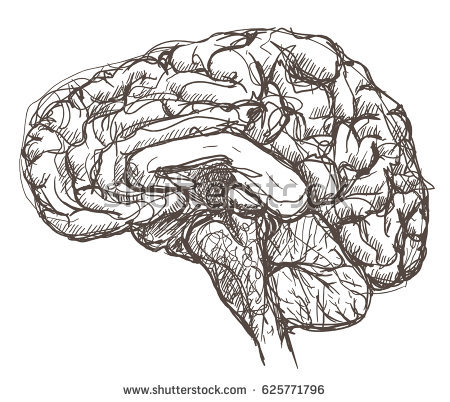 Brain Sketch Diagram at PaintingValley.com | Explore collection of ...