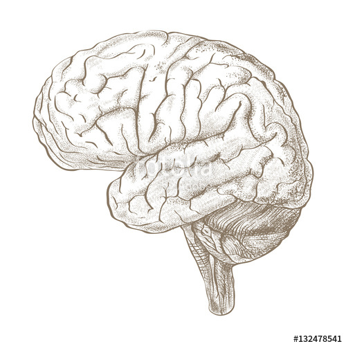 500x500 Brain As A Pencil Sketch Style Image Stock Photo And Royalty Free - Brain Sketch