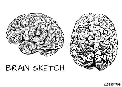 500x358 Brain Sketch. Vector Colored Hand Drawn Human Brain. Line Work - Brain Sketch