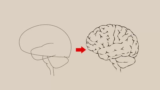 550x309 3 Ways To Draw A Brain - Brain Sketch