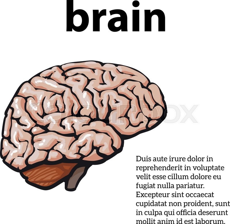 800x780 Human Brain, Vector Illustration Sketch Of A Brain Isolated On A - Brain Sketch