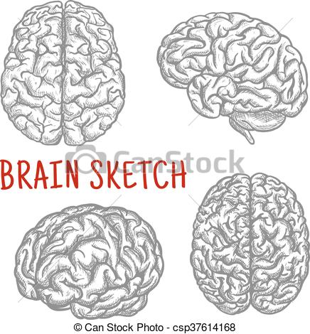 436x470 Human Brain - Brain Sketch