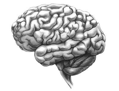 400x307 The Work Of Anne Brogdon Brain Sketch Journal Inspiration - Brain Sketch