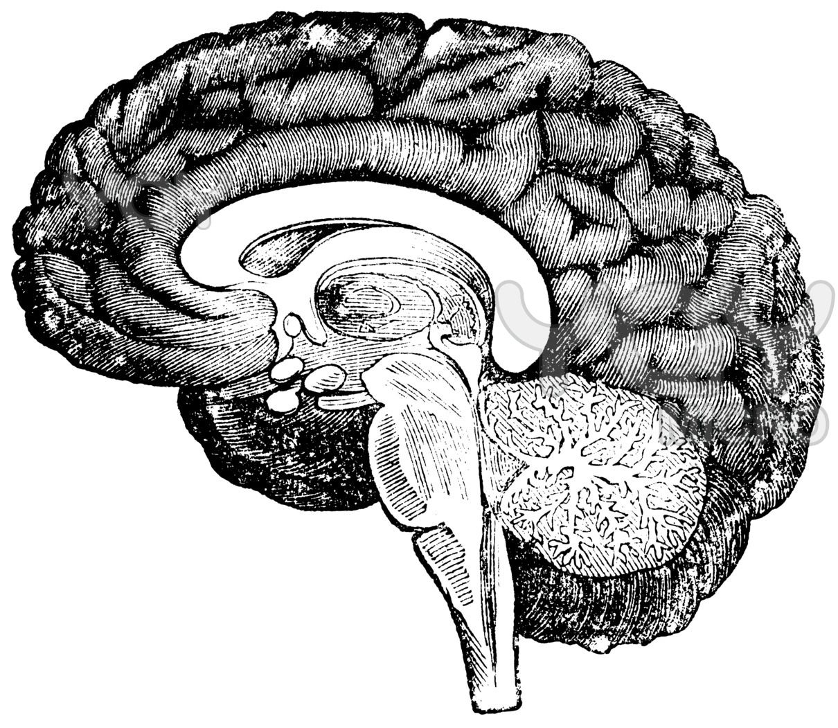 1210x1051 Vintage Brain Sketch Body Bits Brain, Brain - Brain Sketch
