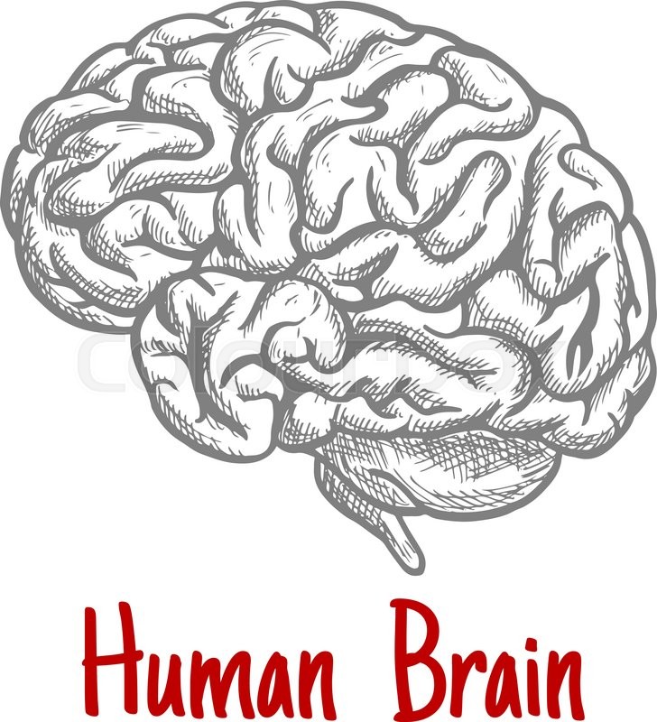 728x800 Vintage Engraving Sketch Of Human Brain With Anatomically Detailed - Brain Sketch