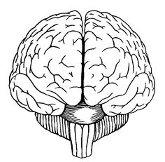 236x231 Human Brain Sketch - Brain Sketch