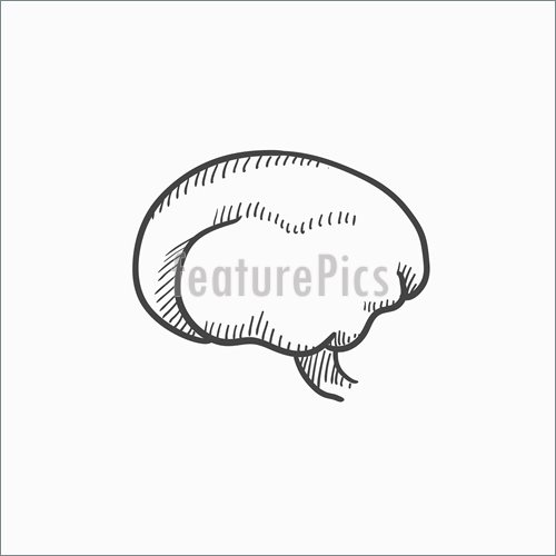 500x500 Brain Sketch Icon. Illustration - Brain Sketch