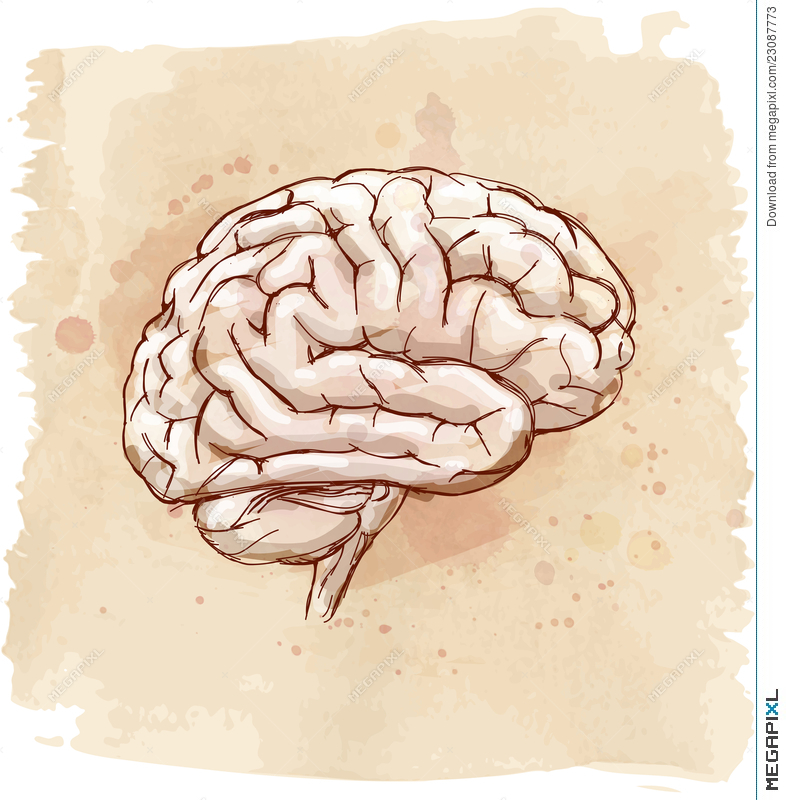 786x800 Brain Sketch Illustration 23087773 - Brain Sketch
