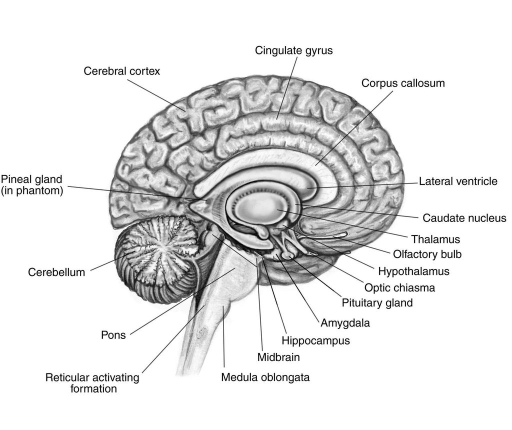 Lateral View Of The Brain Diagram - Wiring Diagram