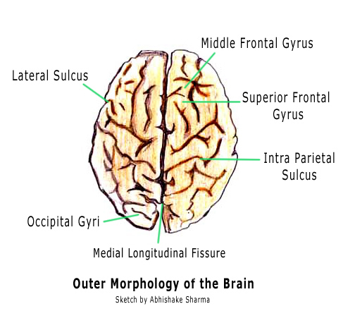 487x441 Diagram Of The Brain And Its Functions - Brain Sketch Diagram