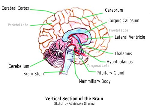 Brain Sketch Diagram at PaintingValley.com | Explore collection of ...